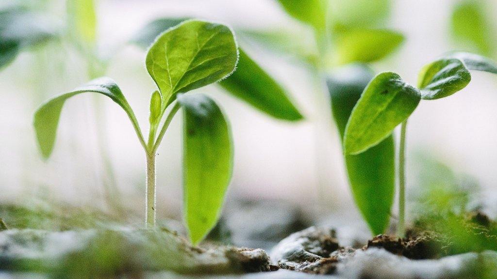 Nature vs Nurture - Square Blades